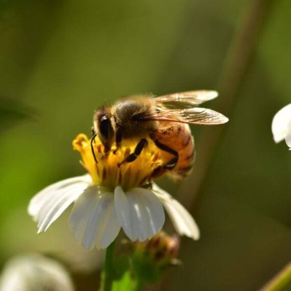 13 websites vanuit 1 template voor de Natuur en Milieufederaties